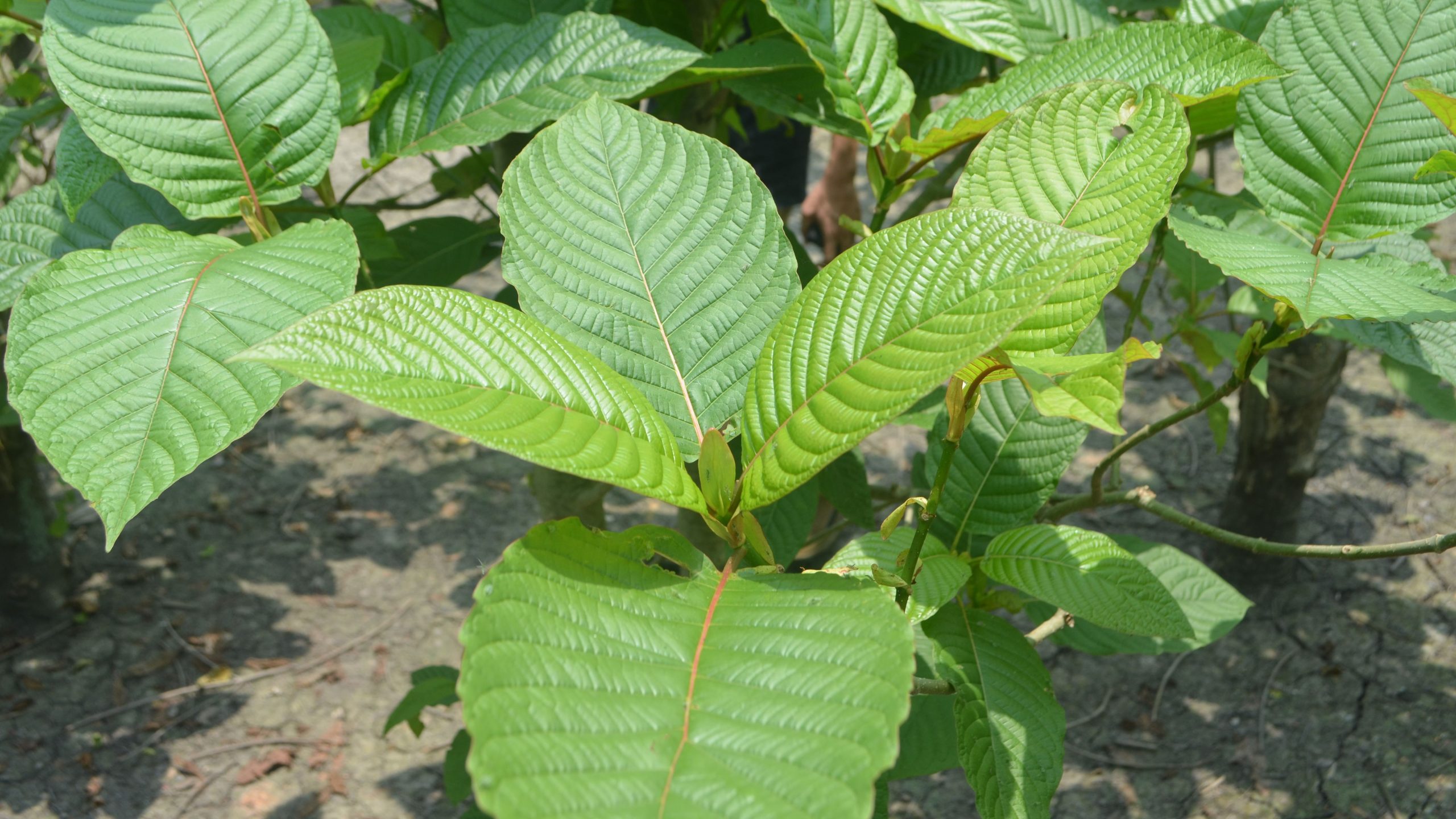 Kratom For Clarity